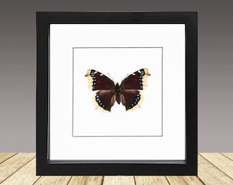 Mantello del lutto, Nymphalis antiopa, bellezza di Camberwell, farfalla incorniciata, farfalla vera