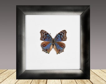 Precis Rhadama, framed butterfly, Real butterfly