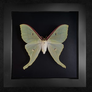 The Chinese moon moth, Actias ningpoana, framed moth, real moth