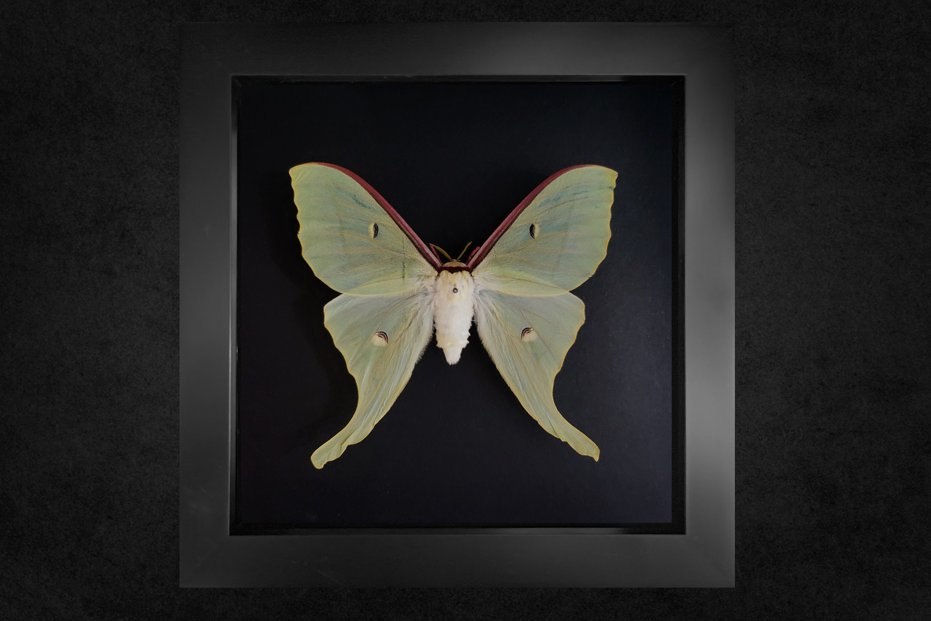 中国産の蛾、Actias ningpoana、額縁蛾、本物の蛾 - Etsy 日本