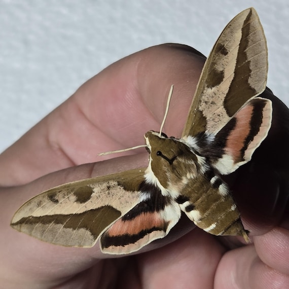 本物の蛾、蛾のセット、トウダイグサ科のスズメガ、イヤリングの芸術