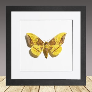 The Imperial Moth eacles imperialis, Framed moth, real Moth