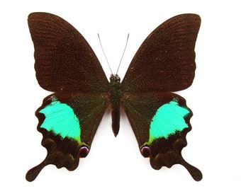 Papilio paris, the Paris peacock, Real Butterfly, for Earring arts, crafts and jewellery