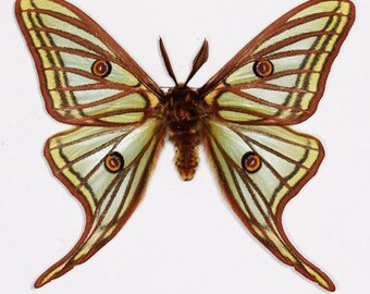 Real moth ,Spread moth ,Spanish Moon Moth, Rare, for Earring arts, crafts and jewellery