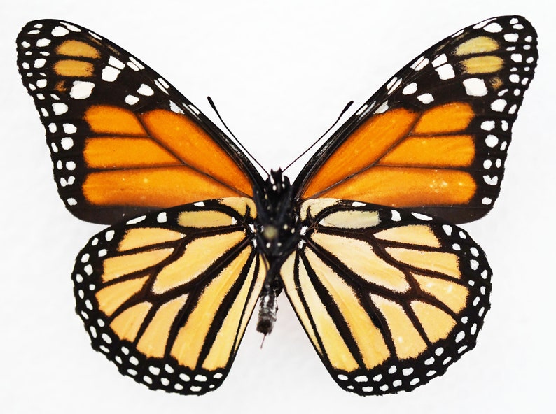 Real Butterfly ,spread Butterfly ,monarch Butterfly , for Earring Arts ...