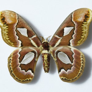 Rothschildia Jacobaeae, Real moth ,Spread moth , for Earring arts, crafts and jewellery