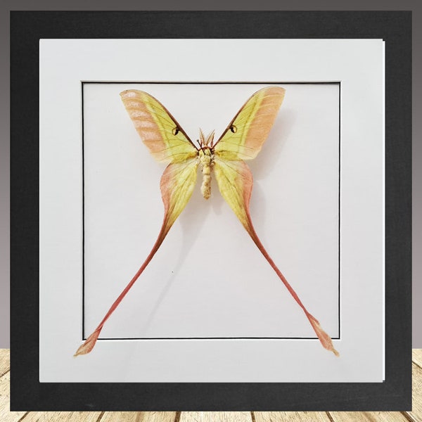 Actias dubernardi, Polilla lunar china, Polilla enmarcada, Insecto real