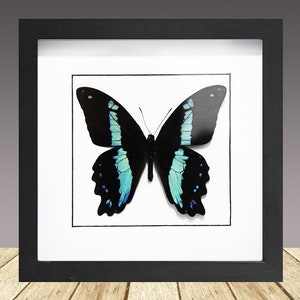Green-Banded Swallowtail, Papilio Aires, framed butterfly, Framed Insect, real Butterfly