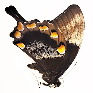 Papered/Unset/Unmounted/Folded Real butterfly, Papilio Ulysses, for Earring arts, crafts and jewellery,