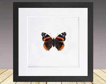 Red Admiral, Framed Butterfly, Real Butterfly, Framed insect