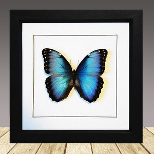 The Helenor Blue Morpho, Morpho helenor carillensis, framed butterfly, real butterfly
