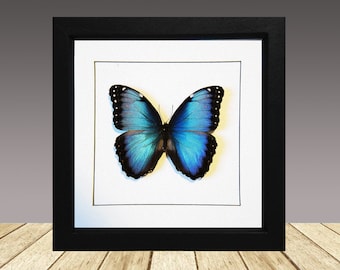 May include: A framed blue morpho butterfly specimen with black wings and white accents. The butterfly is mounted on a white background with a black frame.