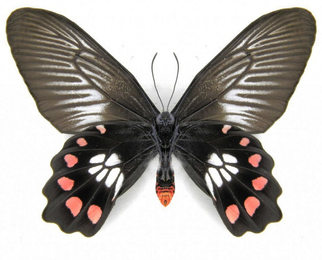 Pachliopta Polydorus ,spread Butterfly , for Earring Arts, Crafts and ...