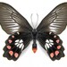 see more listings in the Spread Butterflies section