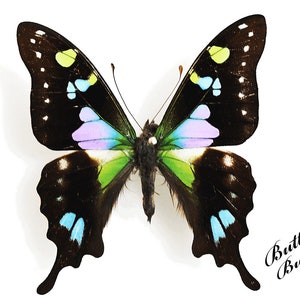 Real butterfly ,Spread butterfly ,Graphium Weiskei butterflies, for Earring arts, crafts and jewellery