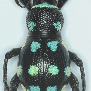 Può includere: Immagine ravvicinata di un punteruolo nero con macchie blu e gialle. L'insetto ha zampe segmentate e antenne lunghe. Lo sfondo è bianco.
