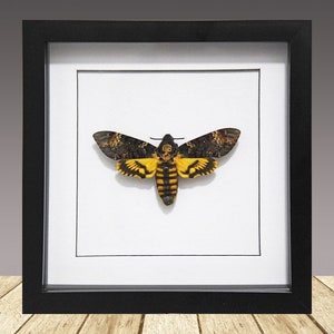 Deaths-head Hawk moth, Framed Moth, real moth, Silence of the lambs.