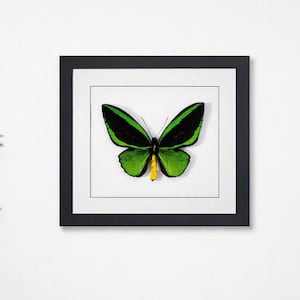 May include: A framed display featuring a single butterfly with vibrant green and black wings and a distinct yellow body. The specimen is centred on a white mat within a square black frame, creating a high-contrast presentation of the insect.
