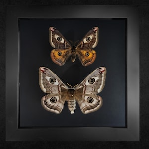 Emperor Moth, Saturnia pavoniella , Framed moth, Real insect