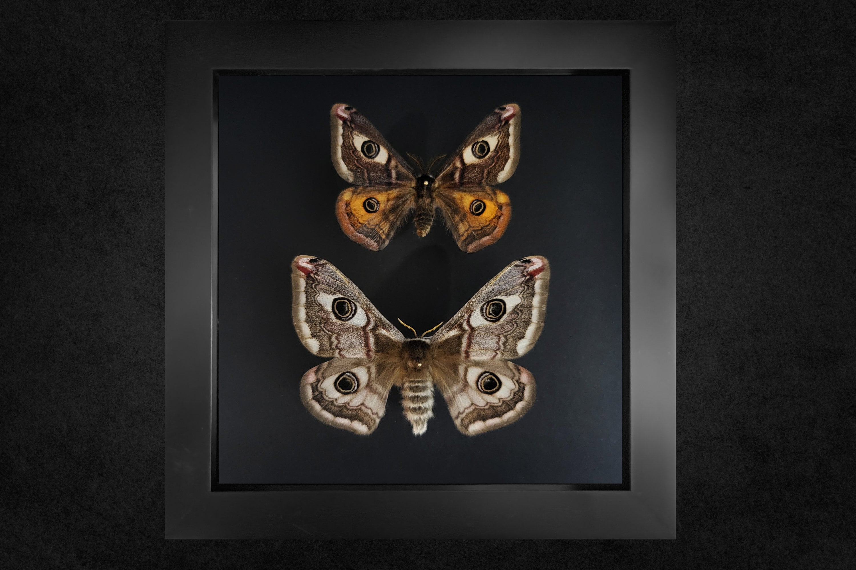 ButterflyBugz - Etsy