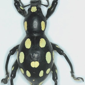 May include: A close-up image of a black beetle with yellow spots. The beetle has six legs and two antennae. The beetle is on a white background. The beetle's legs are long and slender.