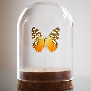 Orange Cracker Hamadryas fornaxBiblis hyperia, the red rim or crimson-banded black, Glass Bell Jar, real insect