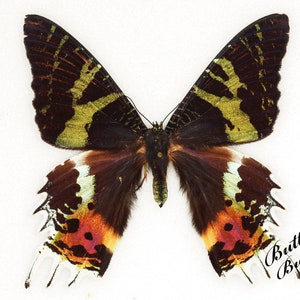 Echter Schmetterling, Schmetterling, Madagaskar Sonnenuntergang Motte Schmetterlinge, für Ohrring Kunst, Handwerk und Schmuck