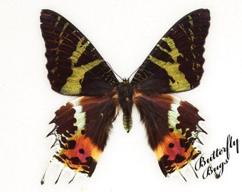 Borboleta real, borboleta espalhada, borboletas mariposas do pôr do sol de Madagascar, para artes de brinco, artesanato e joias