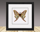 The Paper Kite Butterfly, Idea Leuconoe, Framed Butterfly