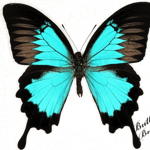 Echte vlinder, gespreide vlinder, Papilio Ulysses-vlinders, voor oorbellen, kunstnijverheid en sieraden