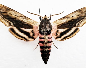 Ligusterschwrmer (Sphinx ligustri) echte Motte, gerahmt. Schwrmer. echte  Motte. Sphinghidae. insektenofbeautyuk. Insektenstichprobe - Etsy.de