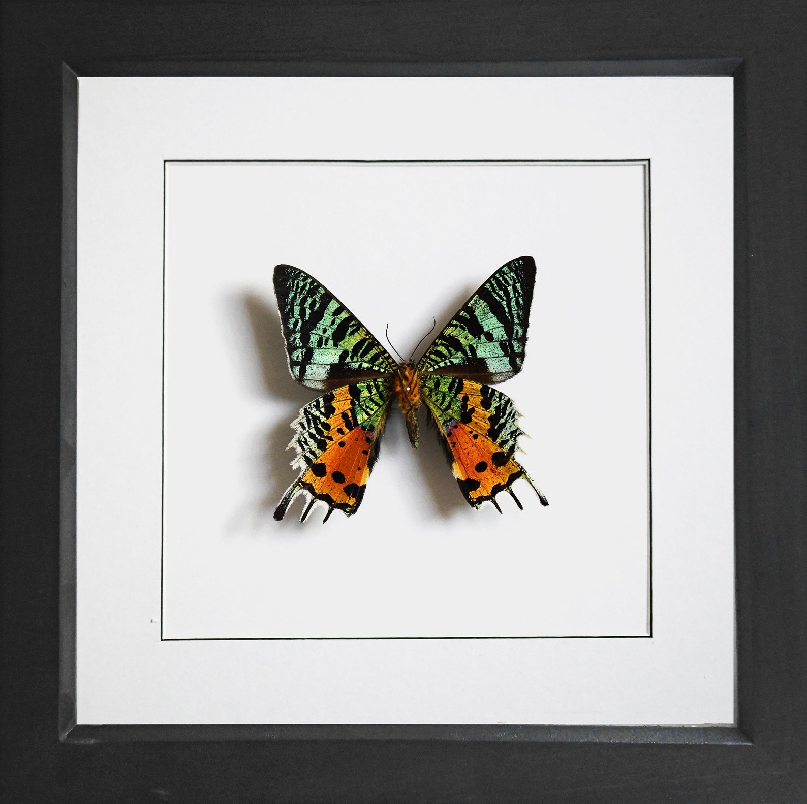 Madagascan Sunset Moth in Shadow Box 3D Frame (chrysiridia Rhipheus