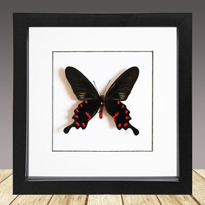 Papilio Pachliopta Kotzebeau, Mariposa enmarcada, Mariposa real