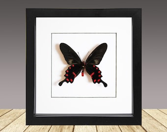 May include: A framed butterfly specimen. The butterfly has black wings with red spots along the edges. It is mounted on a white background within a black frame. The frame is square and sits on a wooden surface.