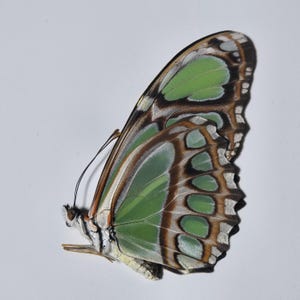 Papered/Unset/Unmounted/Folded Real butterfly, Philaethria dido, the scarce bamboo  for Earring arts, crafts and jewellery,