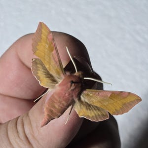 Echte Motte, Set Motte, Deilephila porcellus, die kleine Elefant Schwärmer, für Ohrringe Kunst, Kunsthandwerk und Schmuck