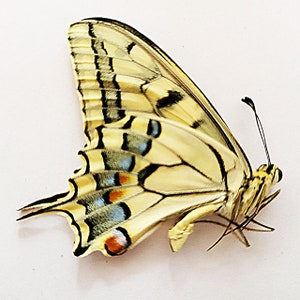 Papered/Unset/Unmounted/Folded Real butterfly, Papilio Machaon, European Swallowtail, for Earring arts, crafts and jewellery,