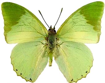 Riktig fjäril, utbredd fjäril, Charaxes subonatus fjärilar, för örhängeskonst, hantverk och smycken