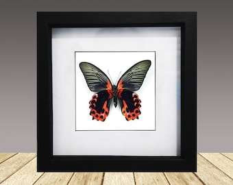 Der scharlachrote Mormone, Papilio Rumanzovia, eingerahmt Schmetterling, eingerahmt Insekt