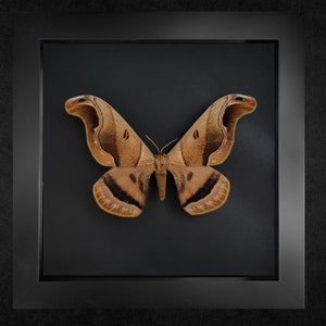 Arsenura Romulus, framed moth, real moth