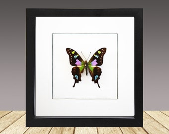 Purple Spotted  Swollowtail, Graphium weiskei framed butterfly, Real Butterfly, Framed insect