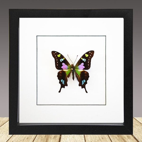 Purple Spotted  Swollowtail, Graphium weiskei framed butterfly, Real Butterfly, Framed insect