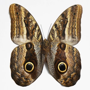 The Owl Butterfly ,Spread butterfly , for Earring arts, crafts and jewellery