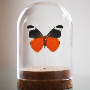 The Prola Beauty,PANACEA PROLA, Glass Bell Jar, real insect