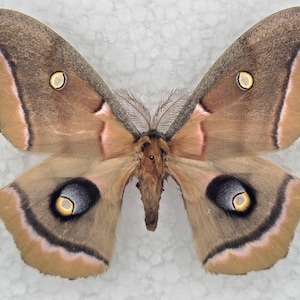 Real butterfly ,Spread butterfly ,antheraea polyphemus,  for Earring arts, crafts and jewellery