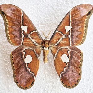 Rothschildia hesperus, Real butterfly ,Spread butterfly ,  for Earring arts, crafts and jewellery