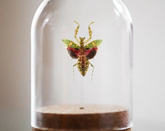 宝石をちりばめた花カマキリのベルジャー、本物の昆虫