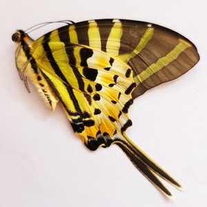 Papered/Ungefasst/Ungefasst/Gefaltet Echter Schmetterling, Graphium antiphates, der fünfbalige Schwertschwanz, für Ohrring Kunsthandwerk und Schmuck,