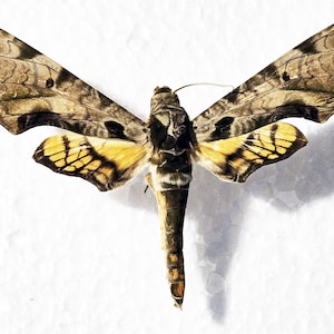 Real butterfly ,Spread butterfly ,Protambulyx euryalus Hawk-moth , for Earring arts, crafts and jewellery