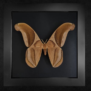 The Bat moth, Rhescyntis pseudomartii, framed moth, real moth